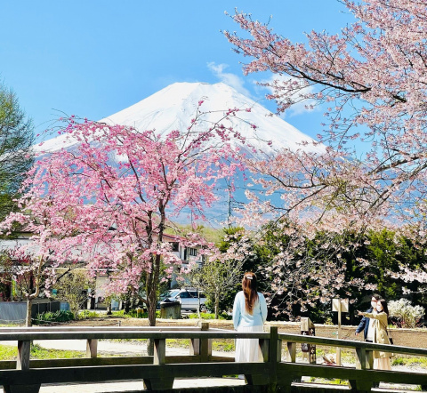 Ngắm hoa anh đào Nhật Bản ở đâu thì đẹp?